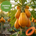 Papayaplant🍈