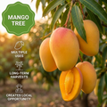 Mangoboom 🥭