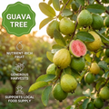Guaveboom🍈