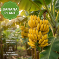 Bananenplant🍌