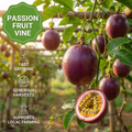 Passion Fruit Vine 💜